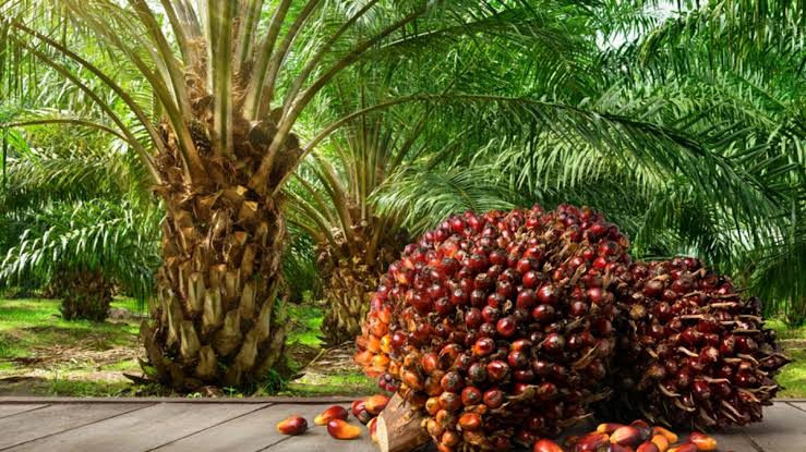 Blog image for Malaysia Palm oil futures and current 